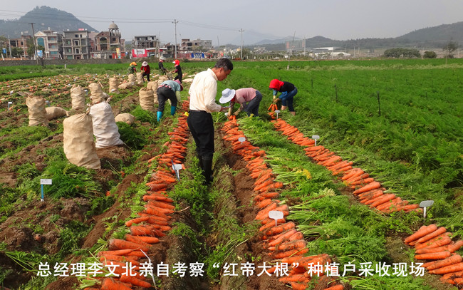文興種苗“紅帝大根”胡蘿卜采收現(xiàn)場(chǎng)