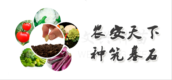 椰菜種子種哪個品種好