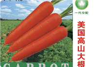 2014年秋季胡蘿卜種子預(yù)售啟動(dòng)——文興胡蘿卜優(yōu)秀品種推介