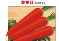 2014年秋季胡蘿卜種子預(yù)售啟動(dòng)——文興胡蘿卜優(yōu)秀品種推介