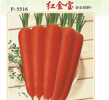 2014年秋季胡蘿卜種子預(yù)售啟動(dòng)——文興胡蘿卜優(yōu)秀品種推介