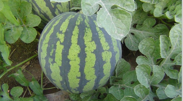 “多福”大型花皮無(wú)籽西瓜愛(ài)樂(lè)農(nóng)業(yè)公司最新發(fā)布