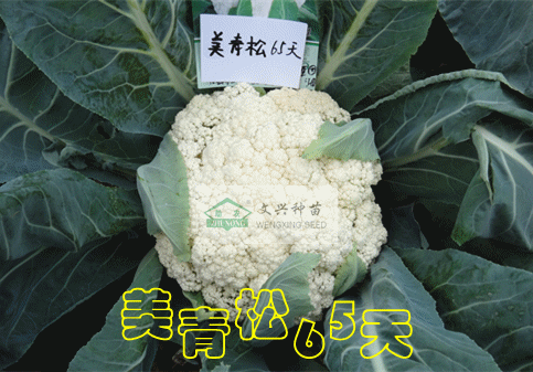 美青松65天 好種子也有你一票【年度最受矚目品種之花菜】