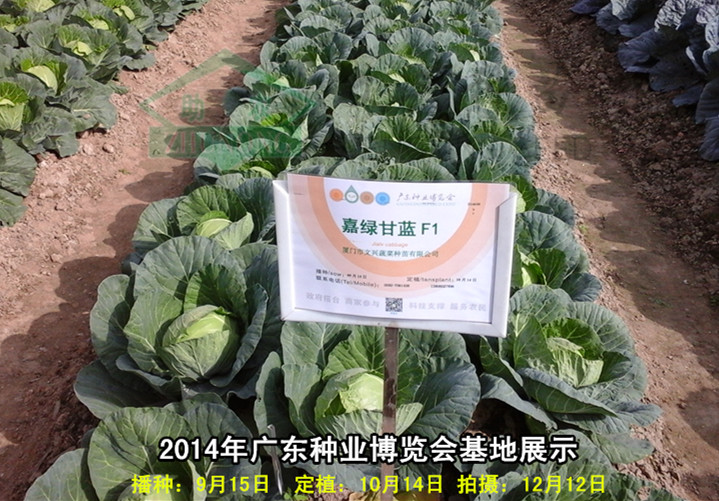 綠甘藍(lán)種子新品種：嘉綠甘藍(lán)種子