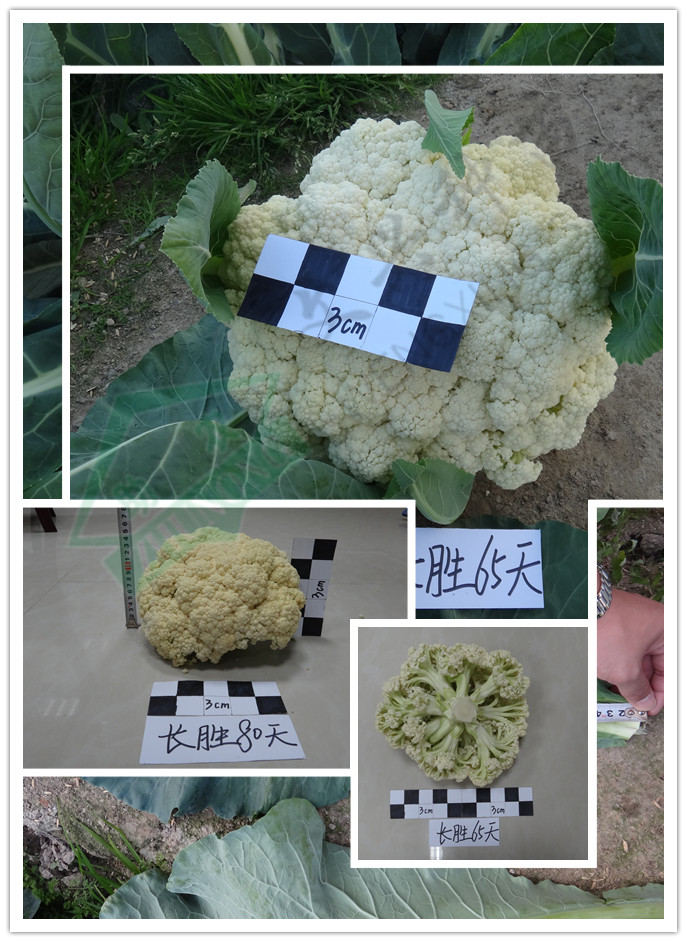 青梗松花菜長(zhǎng)勝65天、長(zhǎng)勝80天初步完成新品種申請(qǐng)認(rèn)定