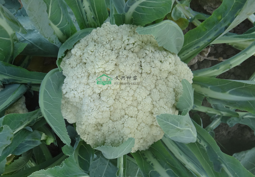 正能松45日 青梗松花菜新品種 6、7月播種極早熟松花菜新品