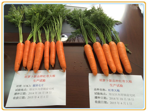 胡蘿卜新品“紅帝大根”與對照品種“坂田七寸（316）”