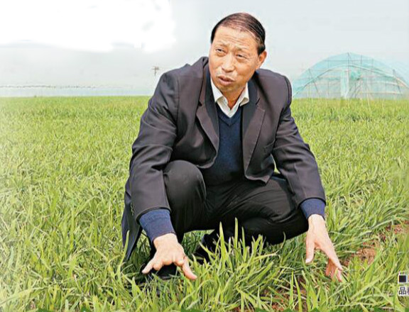 平頂山市園藝科學(xué)研究所所長馬金海在試驗田里