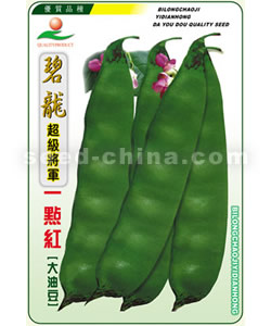 碧龍將軍一點紅(油豆)