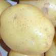 大量求購土豆