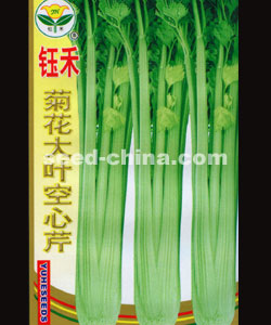 新菊花大葉空芹 