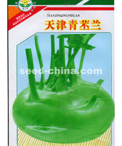 天津青苤蘭