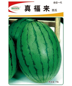真福來(lái)