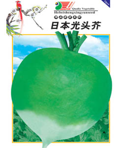 光頭芥--芥菜
