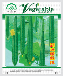 新選棱絲瓜--絲瓜