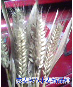 杰麥975小麥新品種