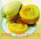 供應(yīng)樹香瓜種子