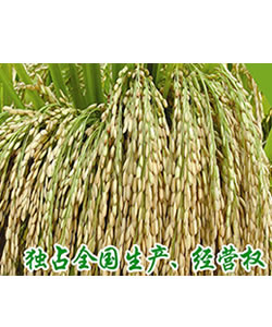 兩優(yōu)211（黔品審226）
