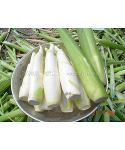 鄂茭一號