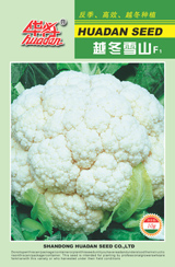 越冬花菜品種--- 越冬雪山