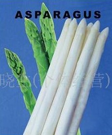 供應(yīng)蘆筍種子弗蘭克林