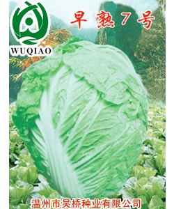 早熟7號