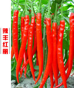 辣豐紅麗