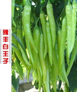 辣豐白王子