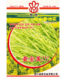 黃金莢 黃油菜