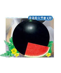優(yōu)選特大黑密無籽