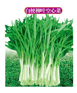 白梗柳葉空心菜