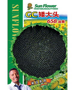 GC矮大頭658