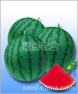 花金-紅肉小型無籽西瓜