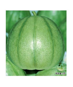 湘研綠霸