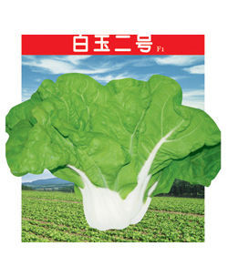 白玉二號