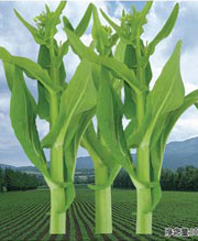 湘早苔一號