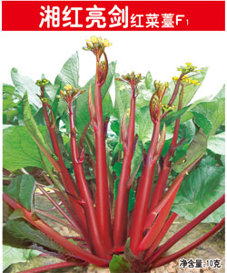 湘紅亮劍紅菜薹F1