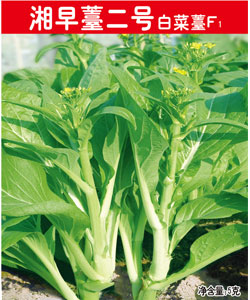 湘早薹二號(hào)白菜薹