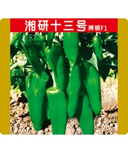 湘研十三號 