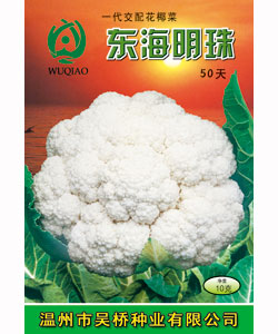 東海明珠50天