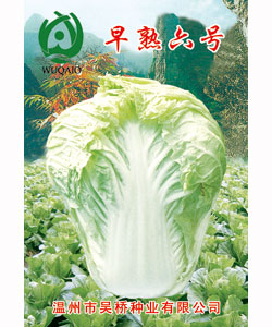 早熟六號