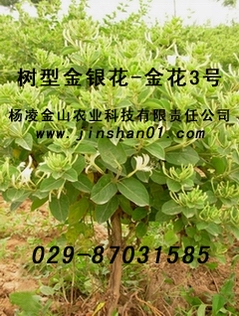 樹型（樹形）金銀花   一年開花五次   金花三號(hào)