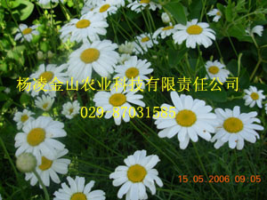 除蟲菊  綠色殺蟲植物