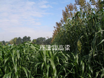 供應(yīng)高抗逆性甜高粱種子