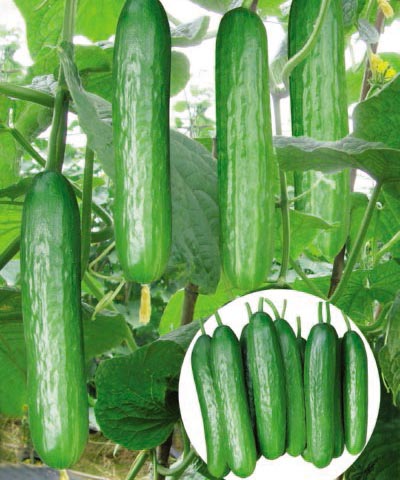 康蜜水果黃瓜