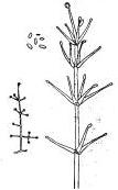 根結(jié)線蟲(chóng)防治菌