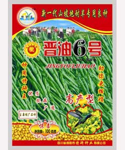 供應(yīng)純黃油菜種子-晉油6號