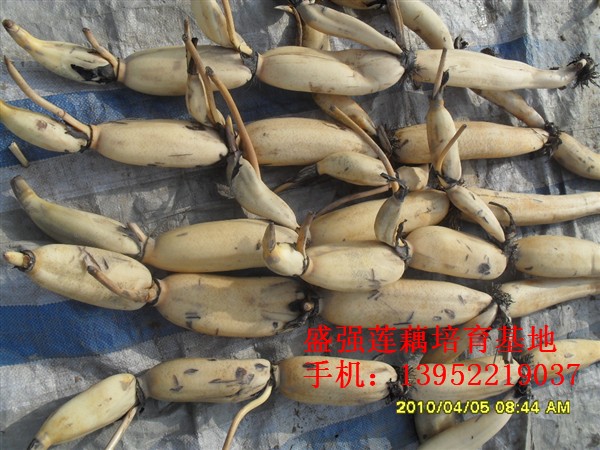 高產(chǎn)蓮藕種花奇蓮