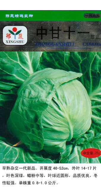中甘十一號(hào)甘藍(lán)03