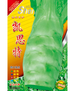 凱思特萵筍-萵筍種子